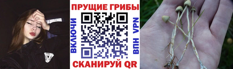 Галлюциногенные грибы мухоморы Бодайбо